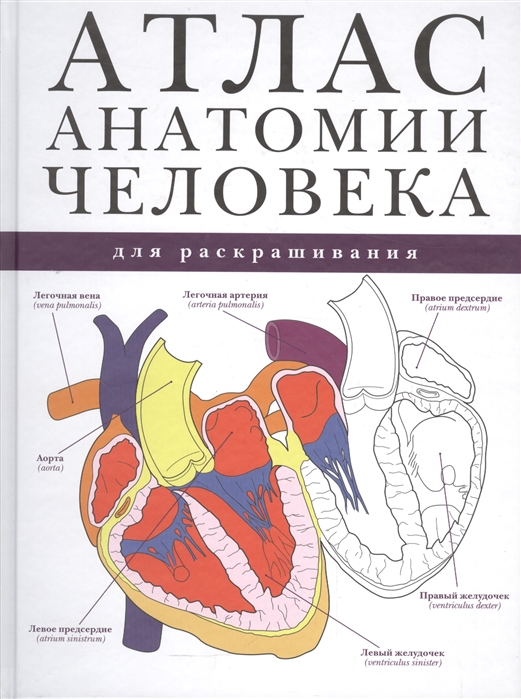 Атлас анатомии человека для раскрашивания (Абрахамс П.)
