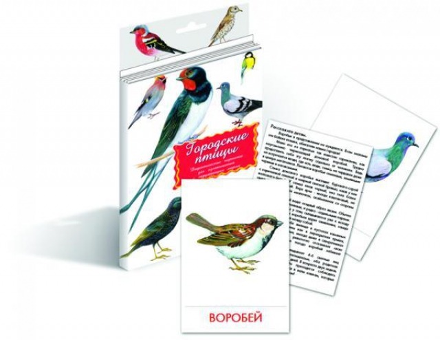 Городские птицы. Дидактические карточки (257х150)