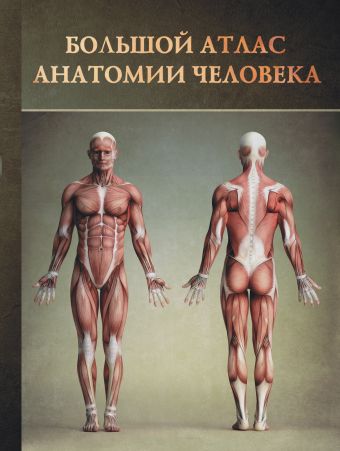 Большой атлас анатомии человека (Перез В.)