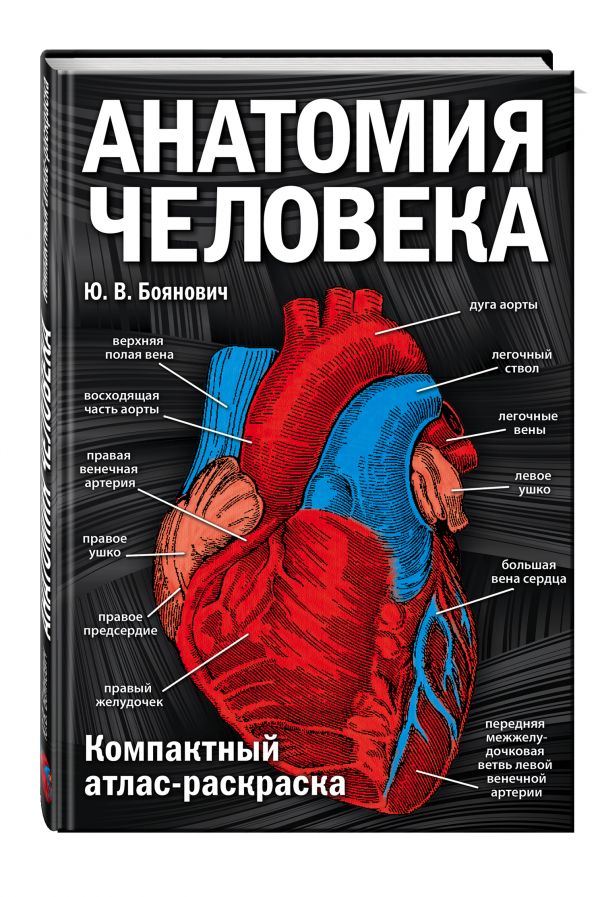 Анатомия человека: компактный атлас-раскраска (Боянович Ю.В.)