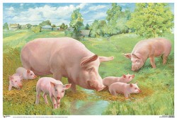 Плакат. Свинья с поросятами (50х69)