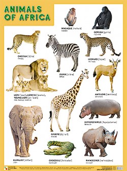Плакат. ANIMALS OF AFRICA (Животные Африки) (44х59)