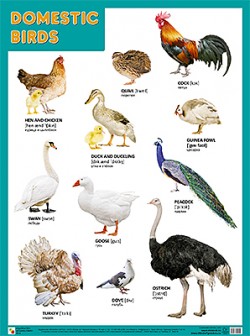 Плакат. DOMESTIC BIRDS (Домашние птицы) (44х59)