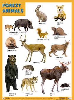 Плакат. FOREST ANIMALS (Лесные обитатели) (44х59)