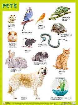Плакат. PETS (Домашние питомцы) (44х59)