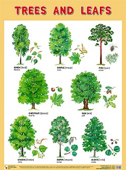 Плакат. TREES AND LEAFS (Деревья и листья) (44х59)